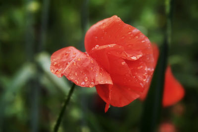 Close-up of wet red rose