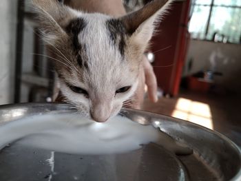 Close-up of a cat drinking water