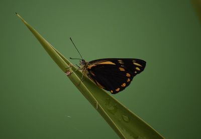 Butterfly on leaf
