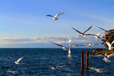 Seagull flying over sea