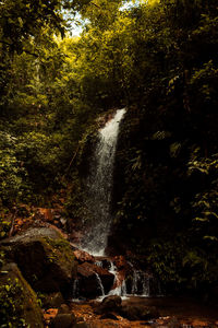 Scenic view of waterfall in forest