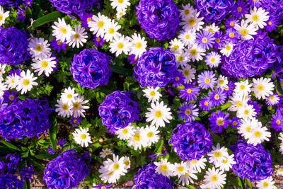 High angle view of purple flowering plants in park