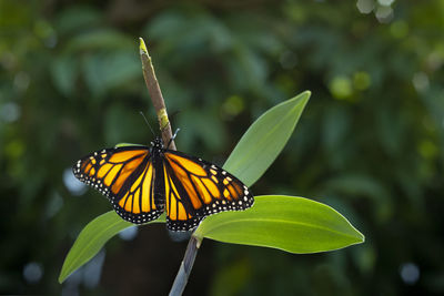 Close-up of butterfly pollinating flower