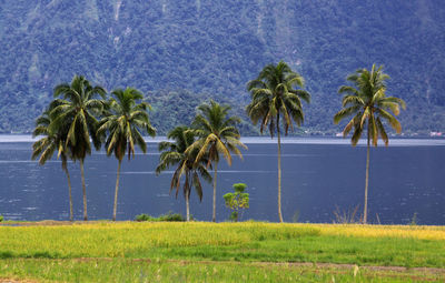 Scenic view of palm trees on land against sky