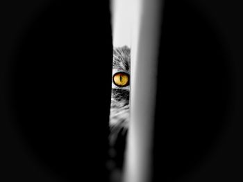 Portrait of cat seen through door