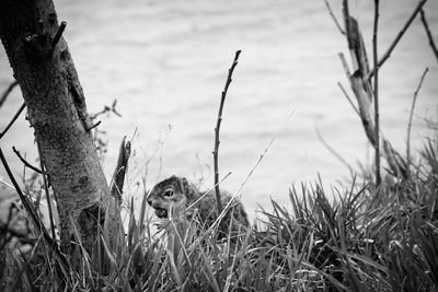 Eastside of cleveland, wildlife on the shores of lake erie