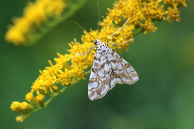 Close-up of butterfly pollinating on flower