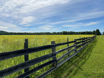 Scenic view of agricultural field against sky