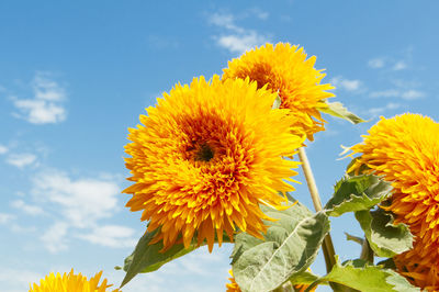 Close-up of bee on sunflower