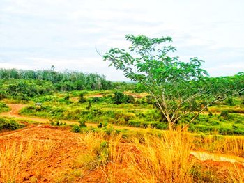 Scenic view of field against sky