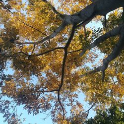 Low angle view of tree in forest against sky