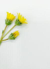 Close-up of yellow flower against white background