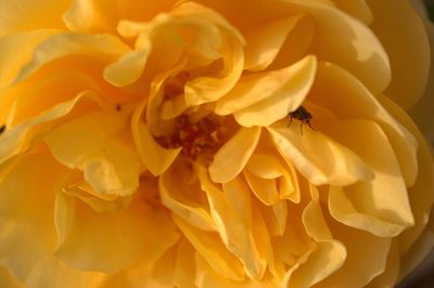 Close-up of insect on yellow rose flower