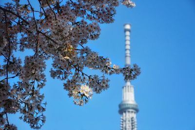 Low angle view of flowering tree against blue sky