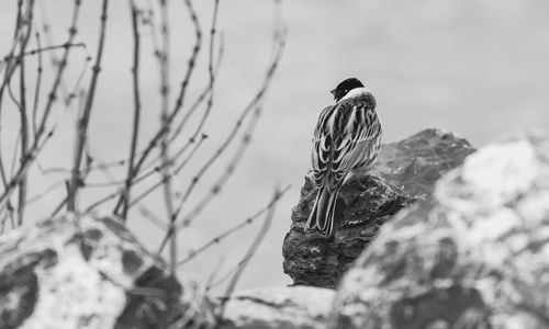 Close-up of bird perching on rock during winter