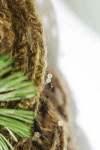 Close-up of rope in nest