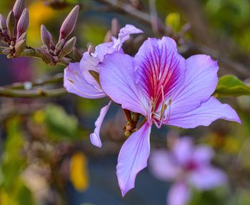 Close-up of purple flowers