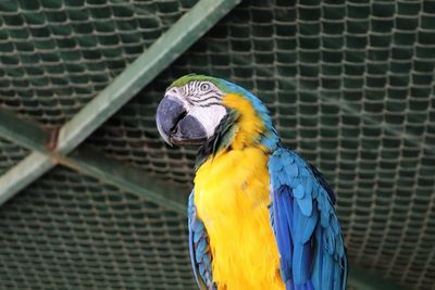 Low angle view of gold and blue macaw against ceiling