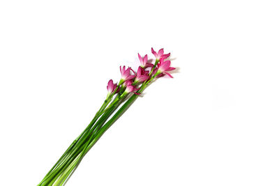 Close-up of pink flowering plant against white background