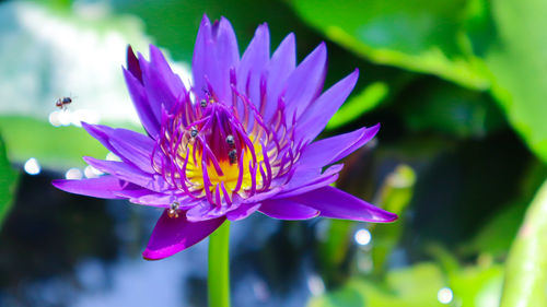 Close-up of insect pollinating on purple flower