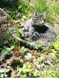 Portrait of cat on field