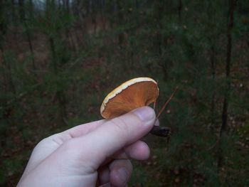 Close-up of hand holding mushroom