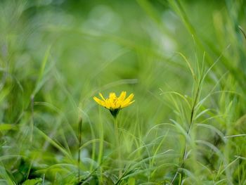 Close-up of yellow flowering plant on field