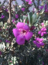 Close-up of pink flowering plant