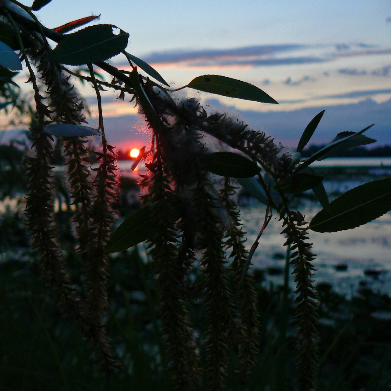 plant, growth, focus on foreground, stem, close-up, nature, sky, flower, beauty in nature, fragility, tranquility, freshness, growing, field, selective focus, branch, outdoors, no people, day, dry