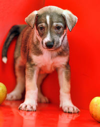 Portrait of puppy sitting on red ball