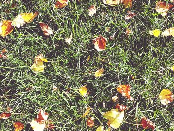 Leaves on grassy field