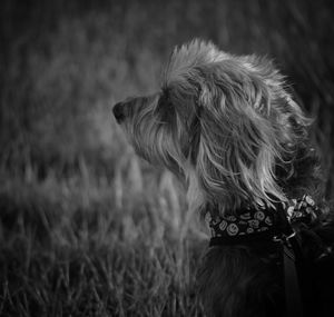 Dog looking away on field