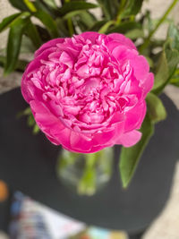 Close-up of pink rose flower