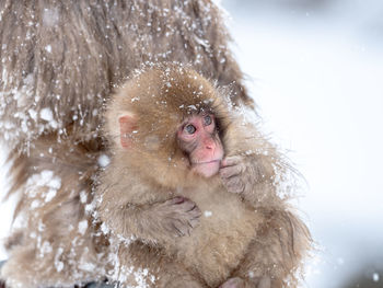 Close-up of monkey in snow