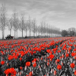 View of poppies in field against cloudy sky