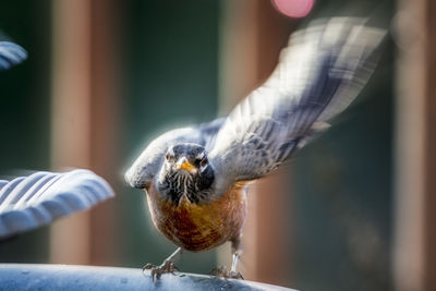 Close-up of bird perching outdoors