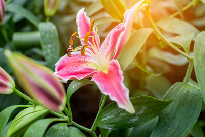 Close-up of pink lilies