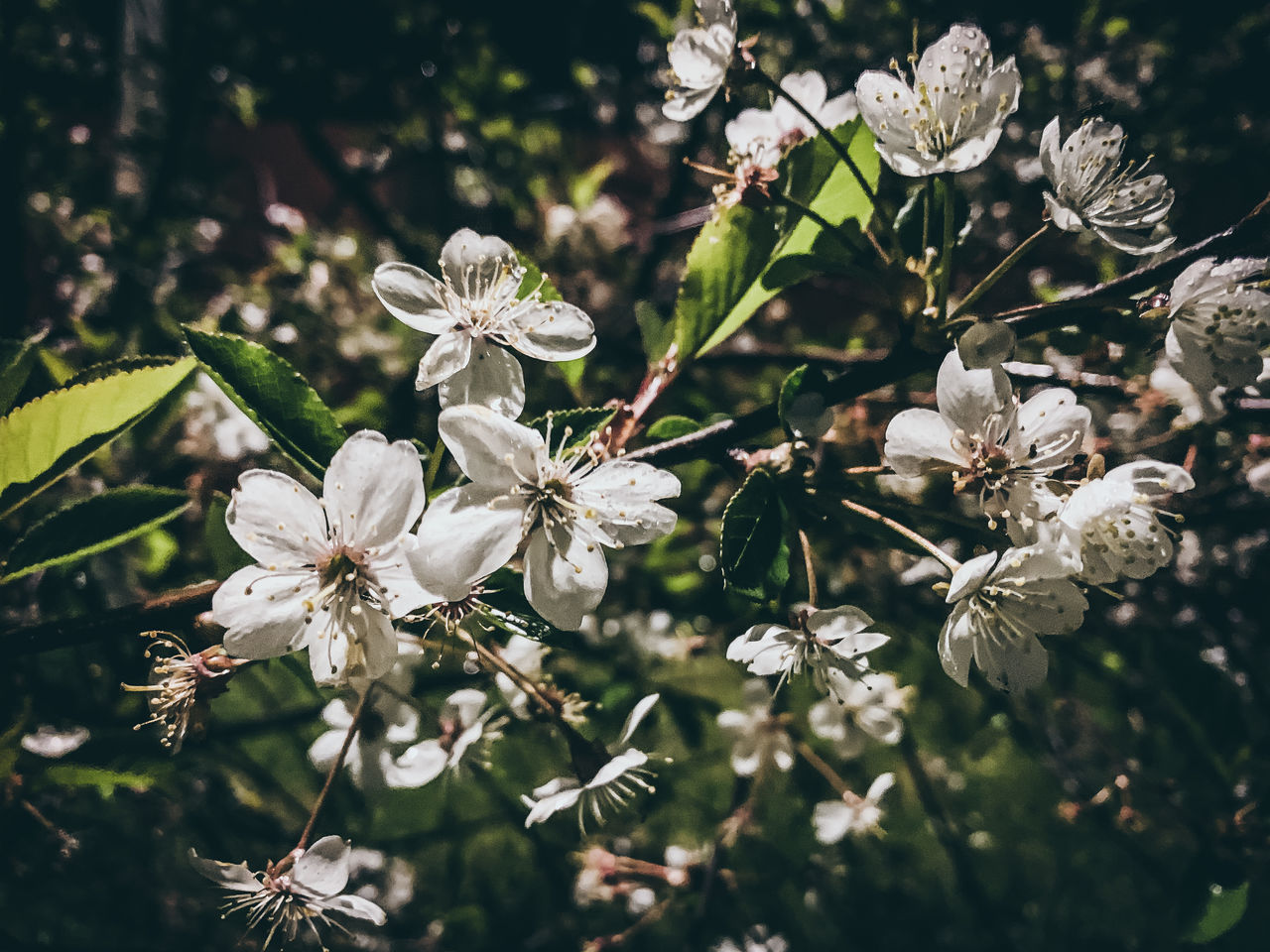 CLOSE-UP OF WHITE FLOWERING PLANT