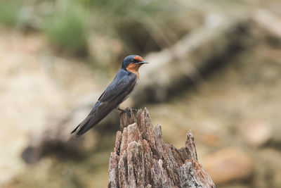 Close-up of bird perching on rock