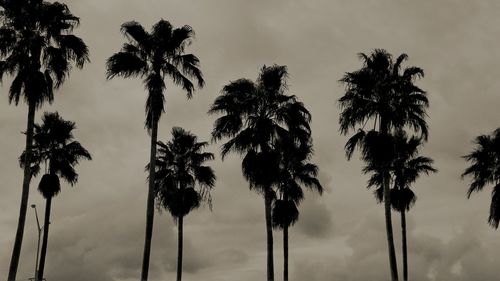 Low angle view of palm trees against sky