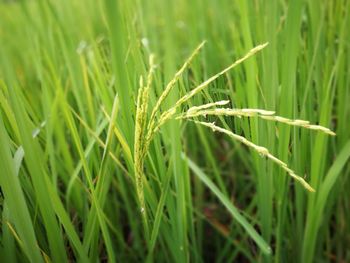 Close-up of wheat growing on field