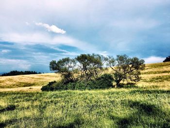 Scenic view of grassy field against sky