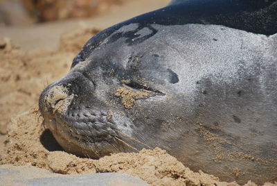 Close-up of animal head