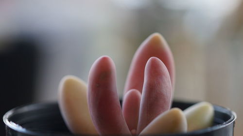 Close-up of hand holding ice cream