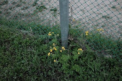 Plants growing in a garden