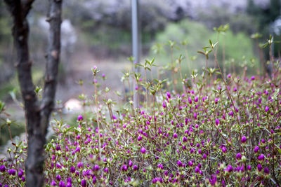 Close-up of pink flowers blooming in field