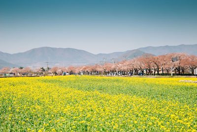 Scenic view of oilseed rape field against clear sky