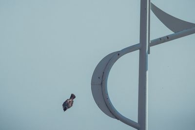 Seagull flying over the sky