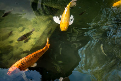 High angle view of koi carps swimming in sea