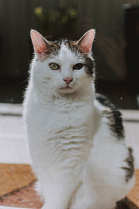 Close-up of cat sitting outdoors